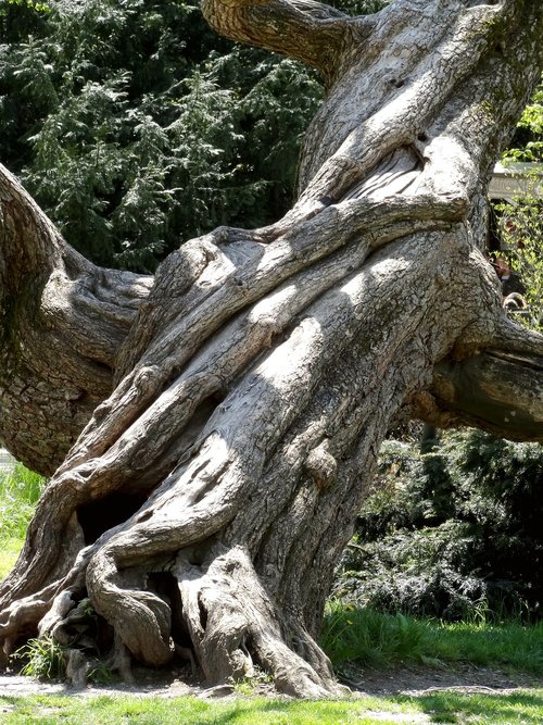 log  tribe  tree