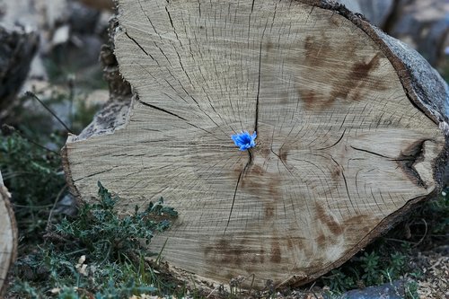log  wood  flower