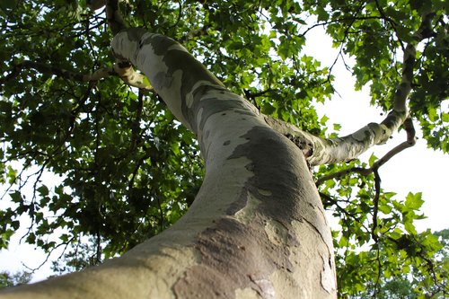 log  bark  branch