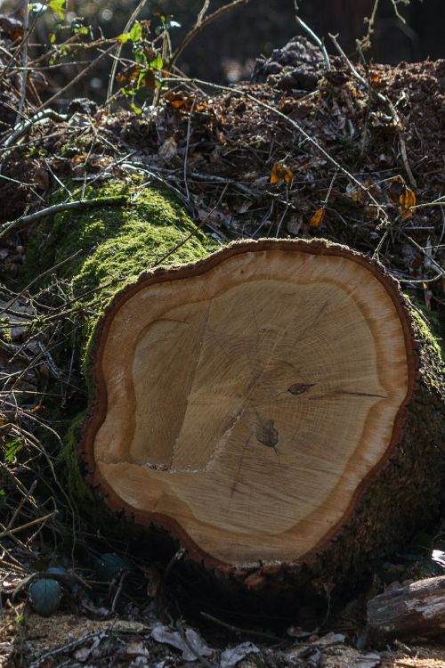 log moss nature