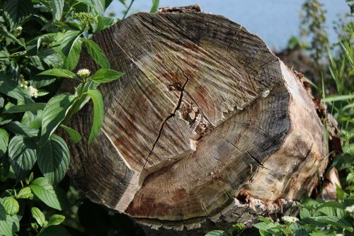 log wood sawn