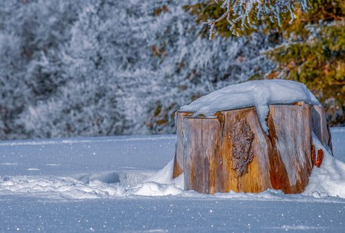 log  winter  tribe