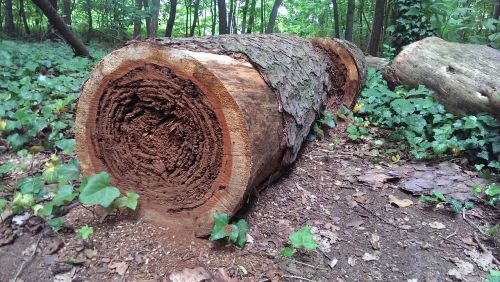 log morsch wood