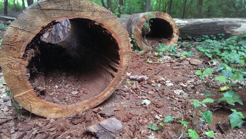 log hollow hole