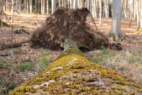 log moss nature