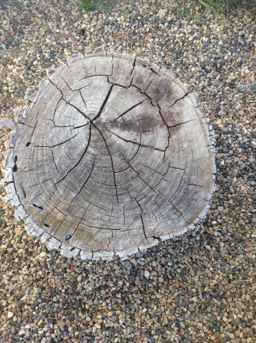 log wood earthy