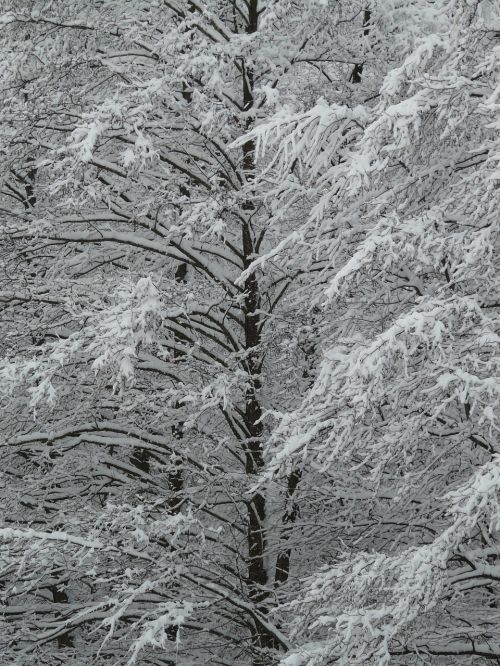 log snowy winter