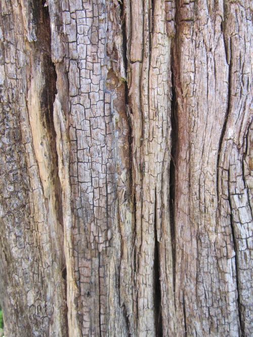 log bark wood