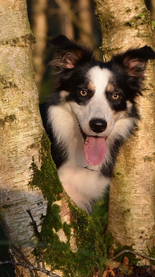 log dog border collie