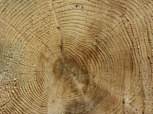 log wood annual rings
