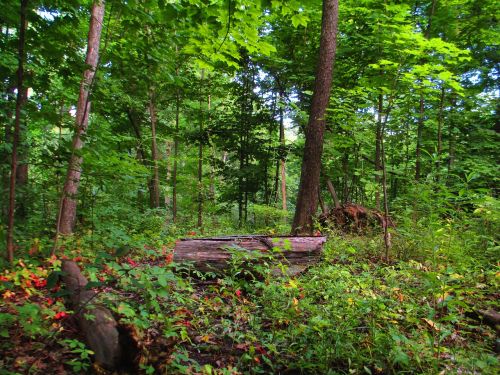 log forest day