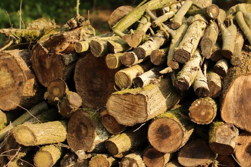 log tree wood
