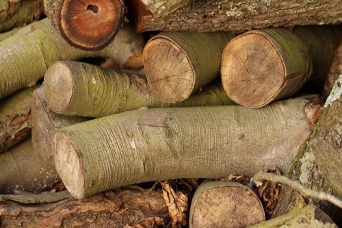 log tree wood