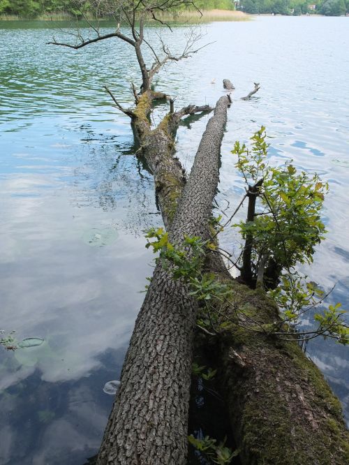 log traverse water