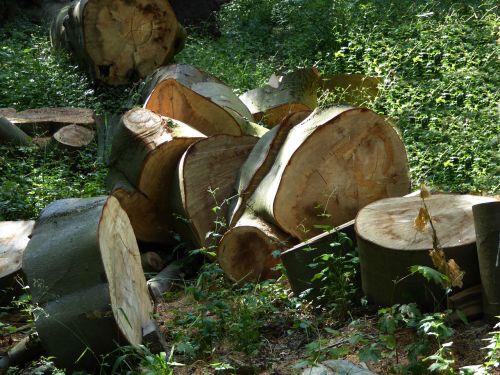 log firewood timber