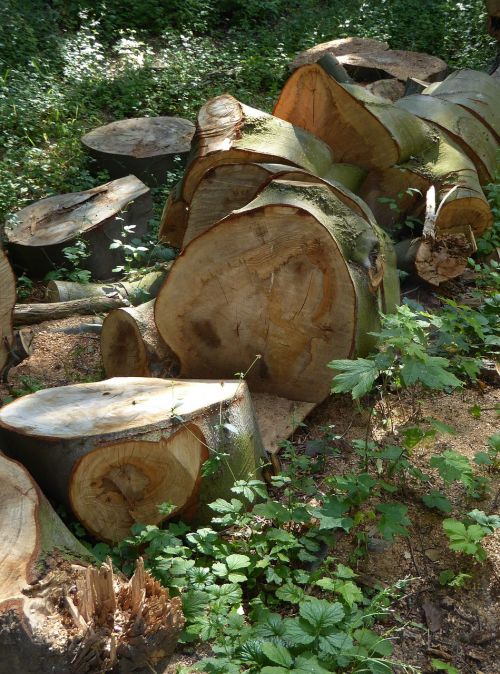 log firewood nature