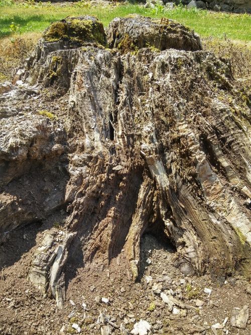 log nature tree