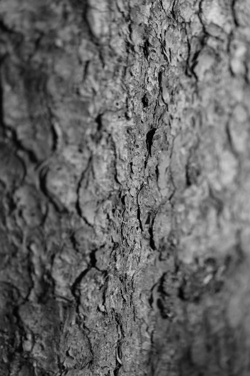 log structure bark