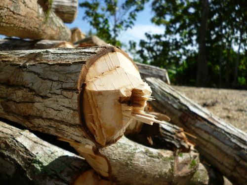 log wood forest