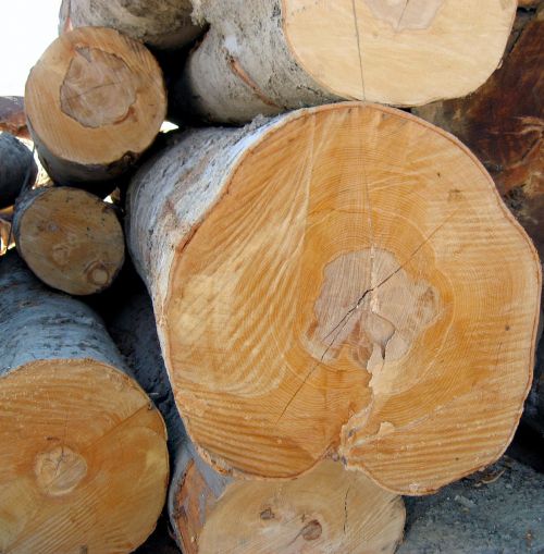 log wood timber