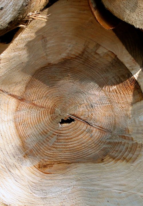 log wood timber