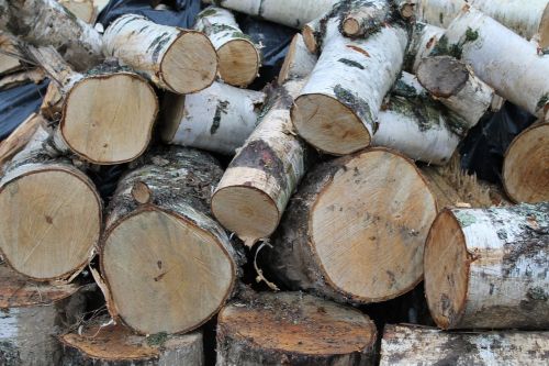 log wood nature