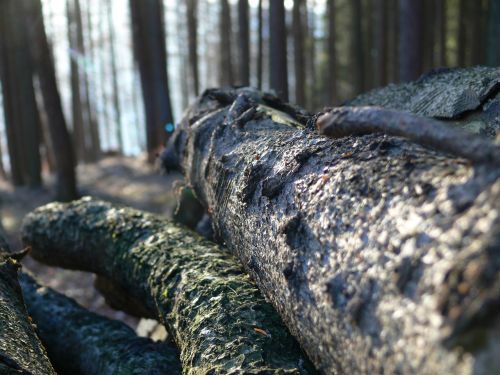 log lying bark