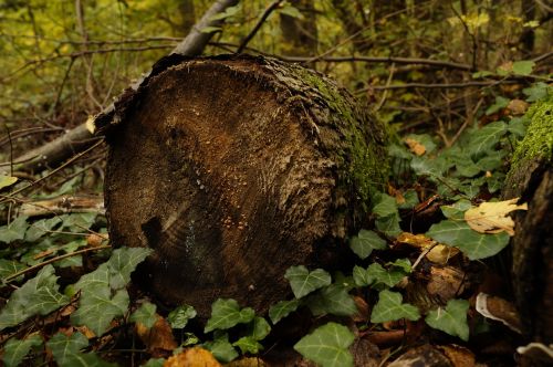 log stump wood