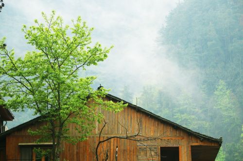 log cabin mist mountain