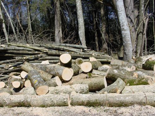 logging holzstapel wood