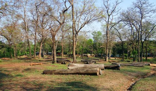 logging forestry wood