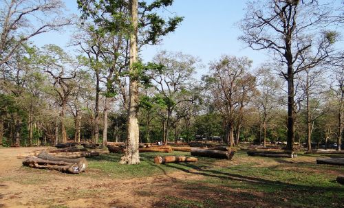 logging forestry wood