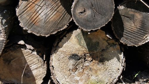 logs wood cut