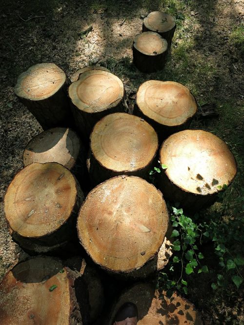 logs tree cut