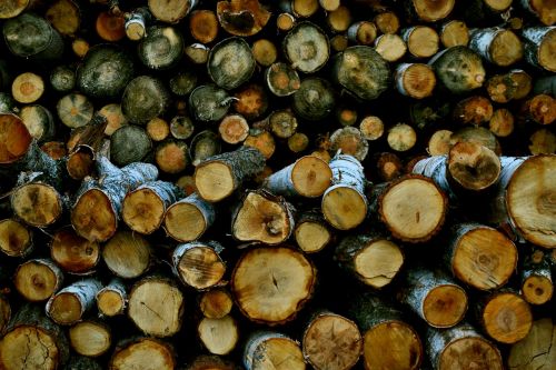 logs birch tree