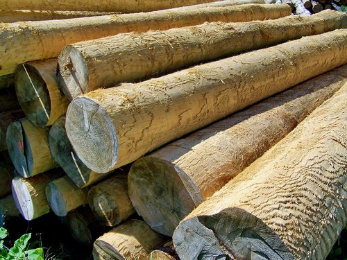 logs  pine wood  forest management