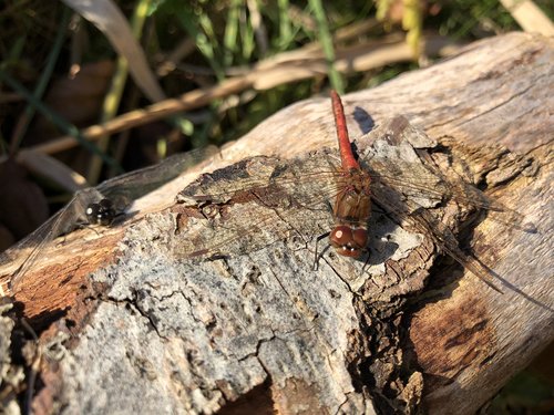 logs  dragonfly  autumn