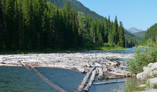 logs river water