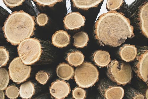 logs timber lumber