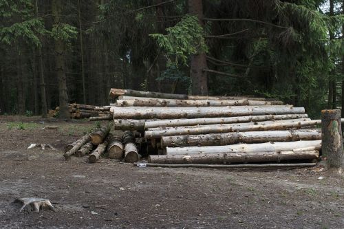 logs balance beam along
