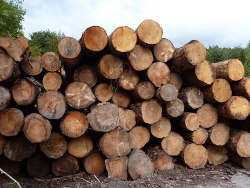 logs pine wood