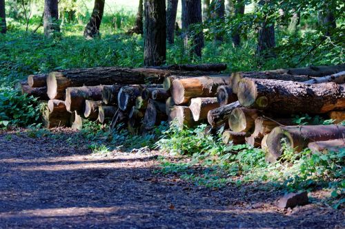 logs trees lumber