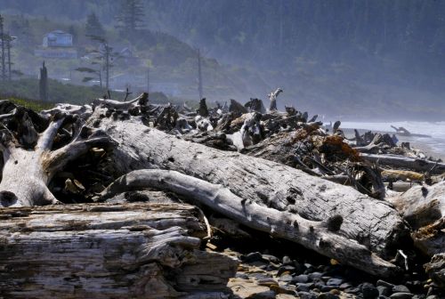 Logs Along The Beach