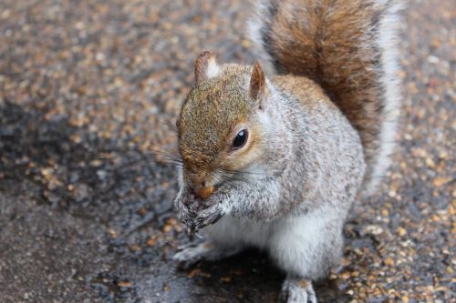 london park nature