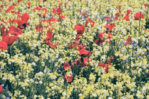 london meadow england