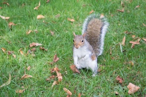 london squirrel england