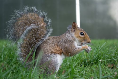 london squirrel england