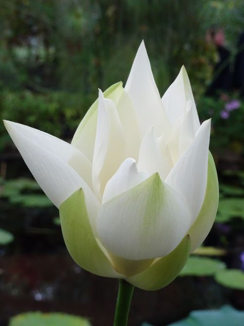 london kew gardens water lily