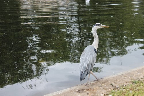 london  regents park  bird