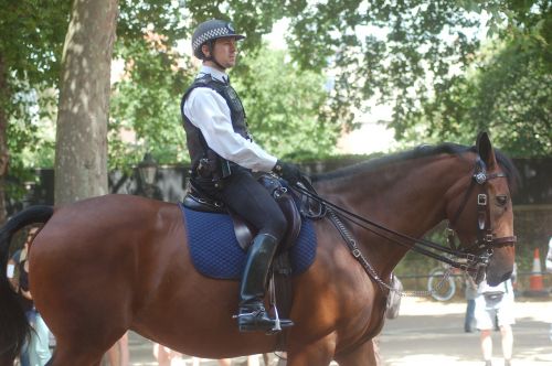 policeman the horse london